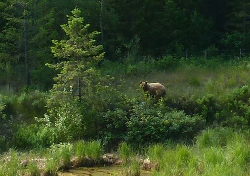 P1050493-1.jpg image